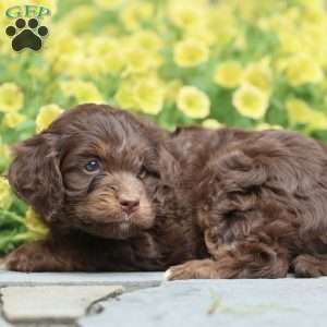 Princess, Cavapoo Puppy